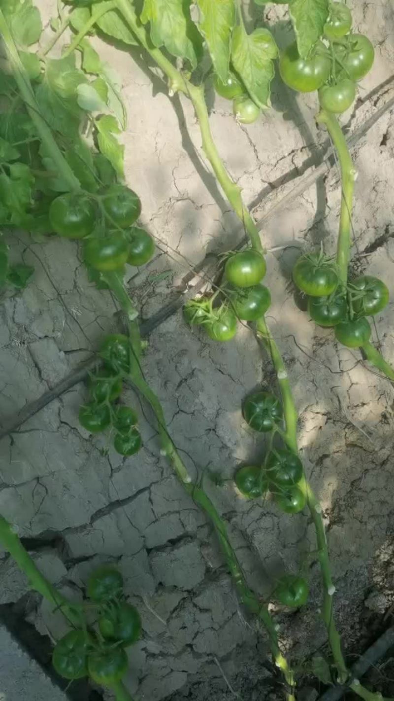 这碱地柿子一天比一天好了