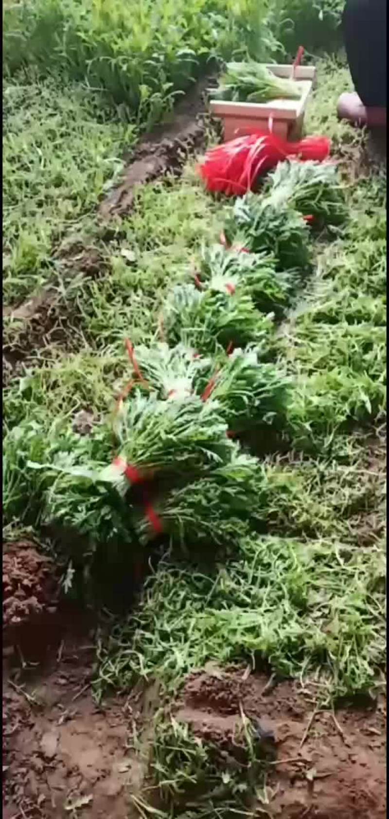 高青县茼蒿
