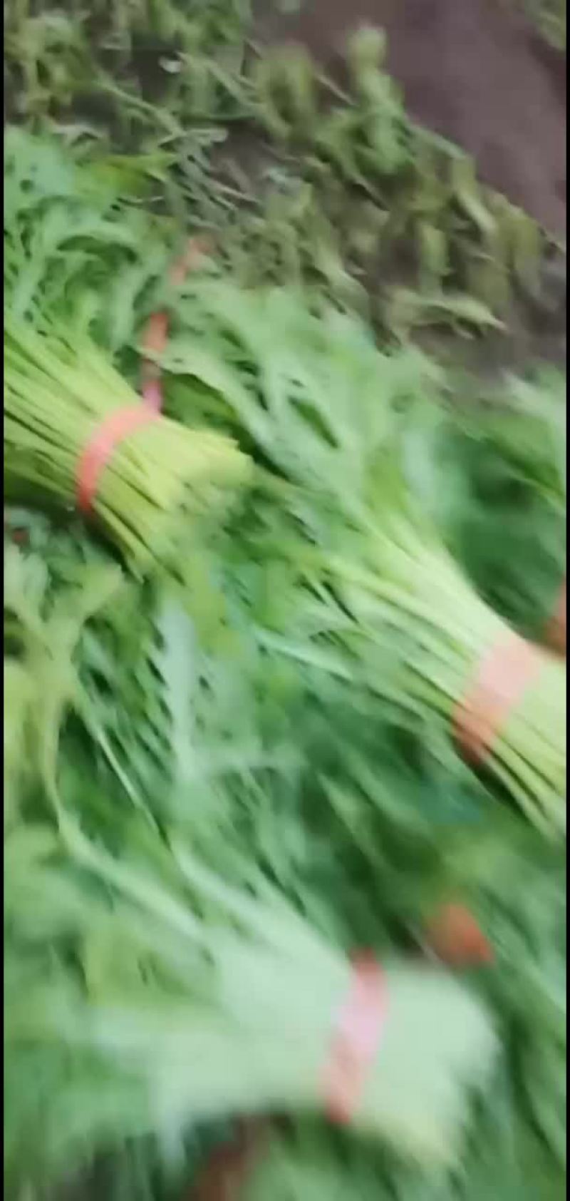 高青县茼蒿