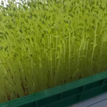 厦门豌豆苗，花生牙