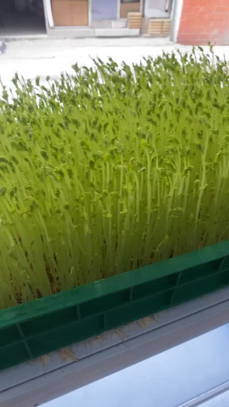 厦门豌豆苗，花生牙