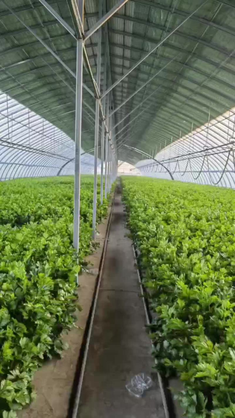 芹菜