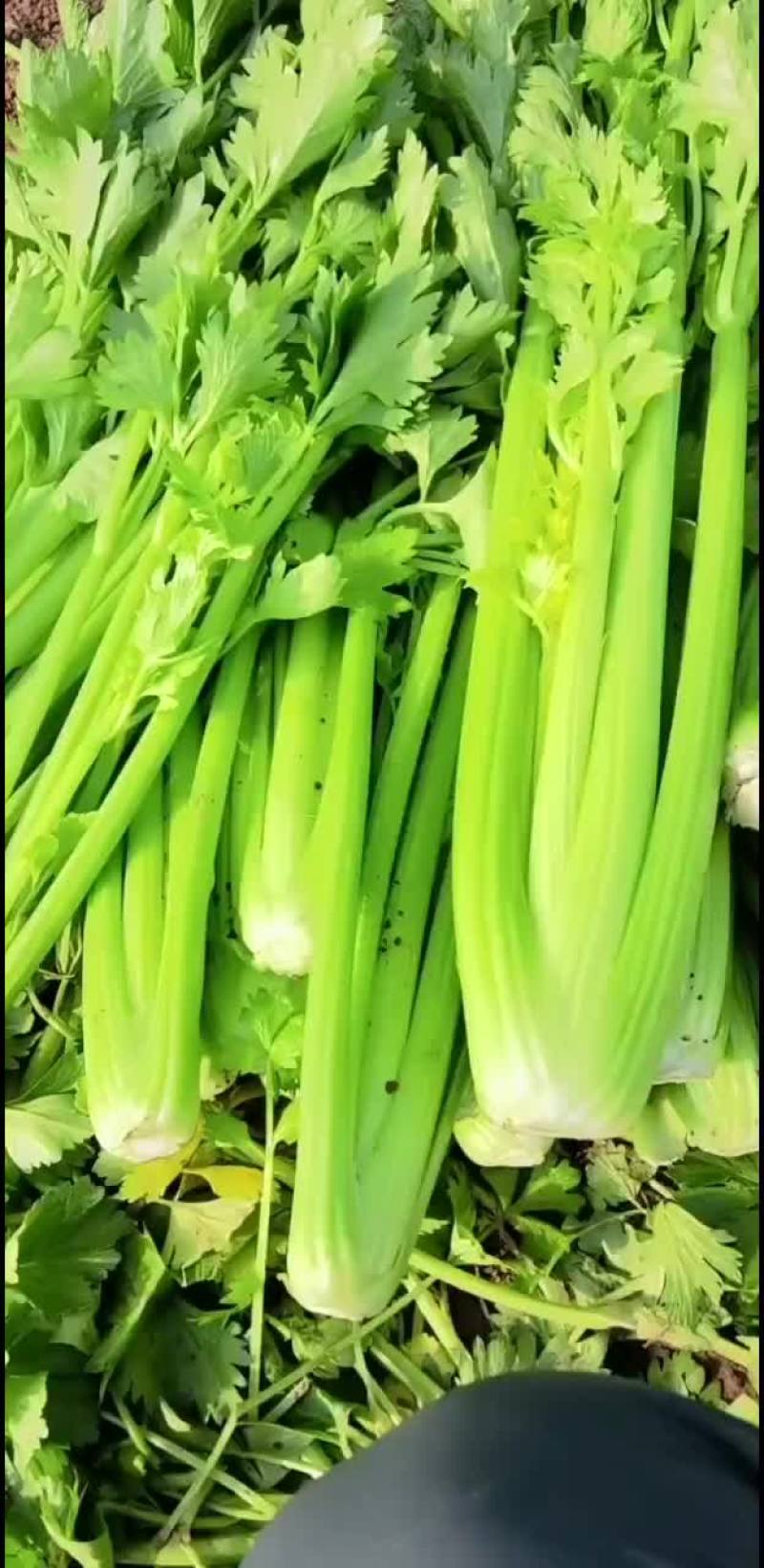 芹菜