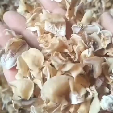 电商用白木耳白玉木耳，价格超实惠