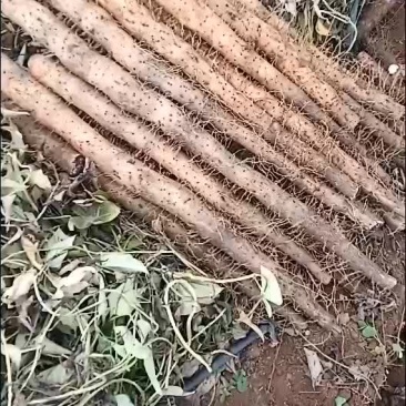 广西白鬼山药大量上市啦！