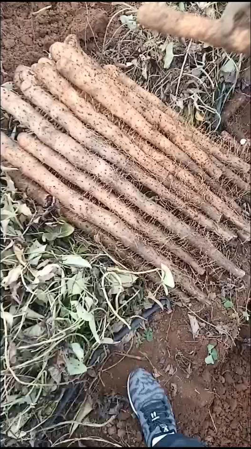 广西白鬼山药大量上市啦！