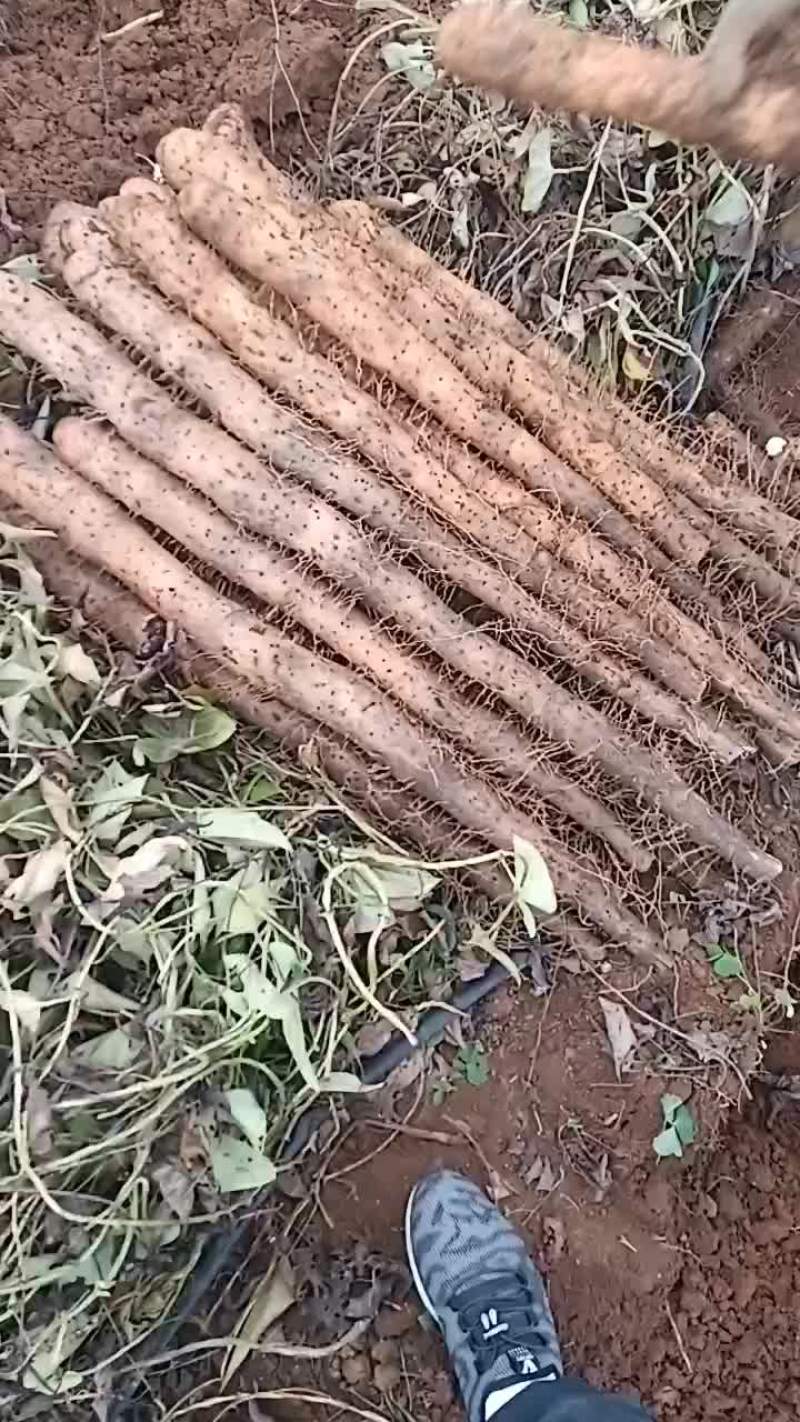 广西白鬼山药大量上市啦！