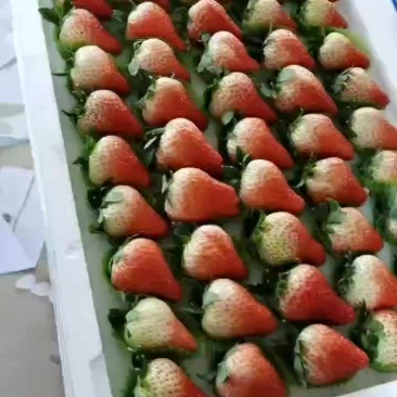 99草莓九九