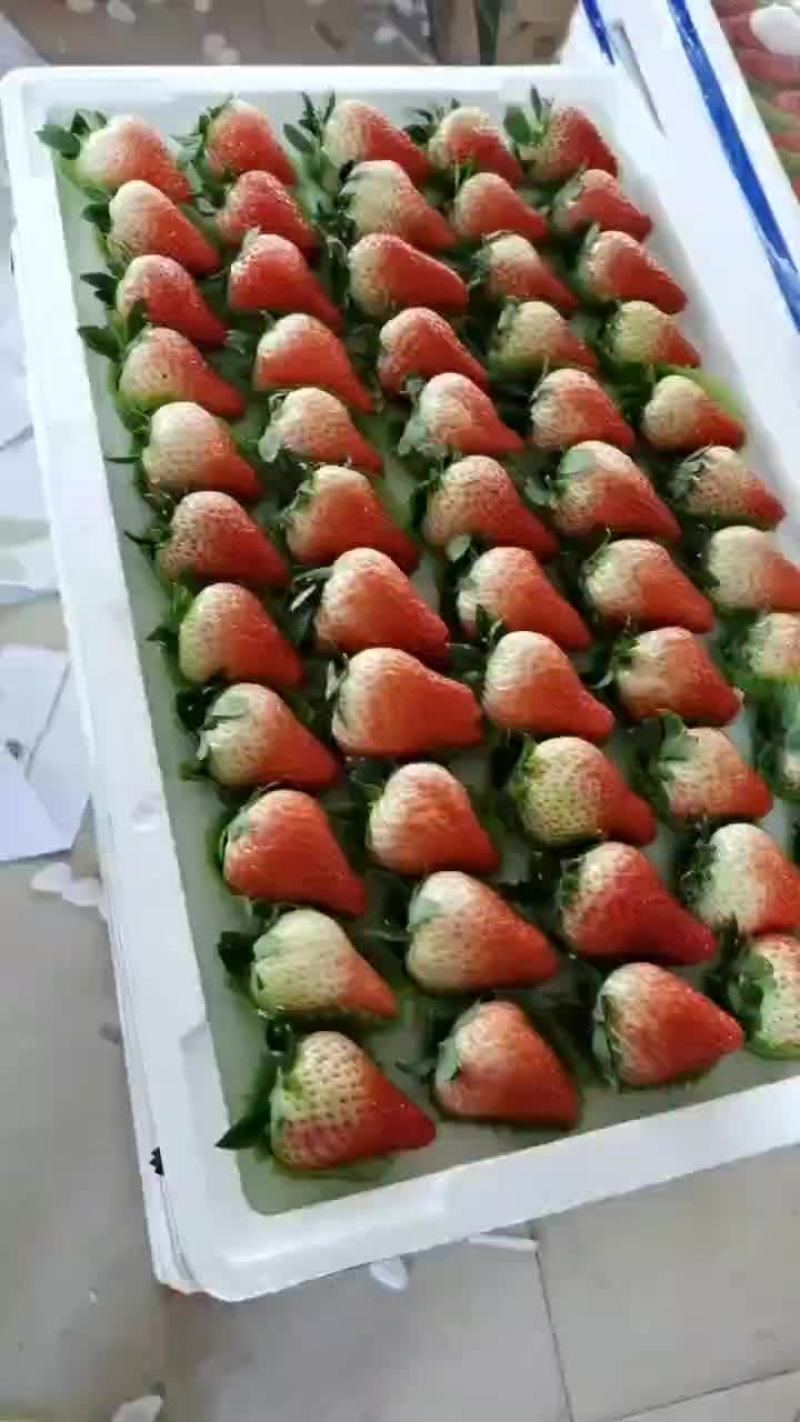 99草莓九九