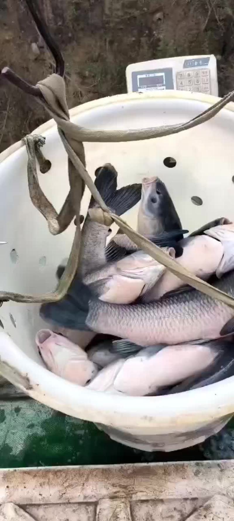 螺丝乌青鱼9到15斤塘口价运费另算