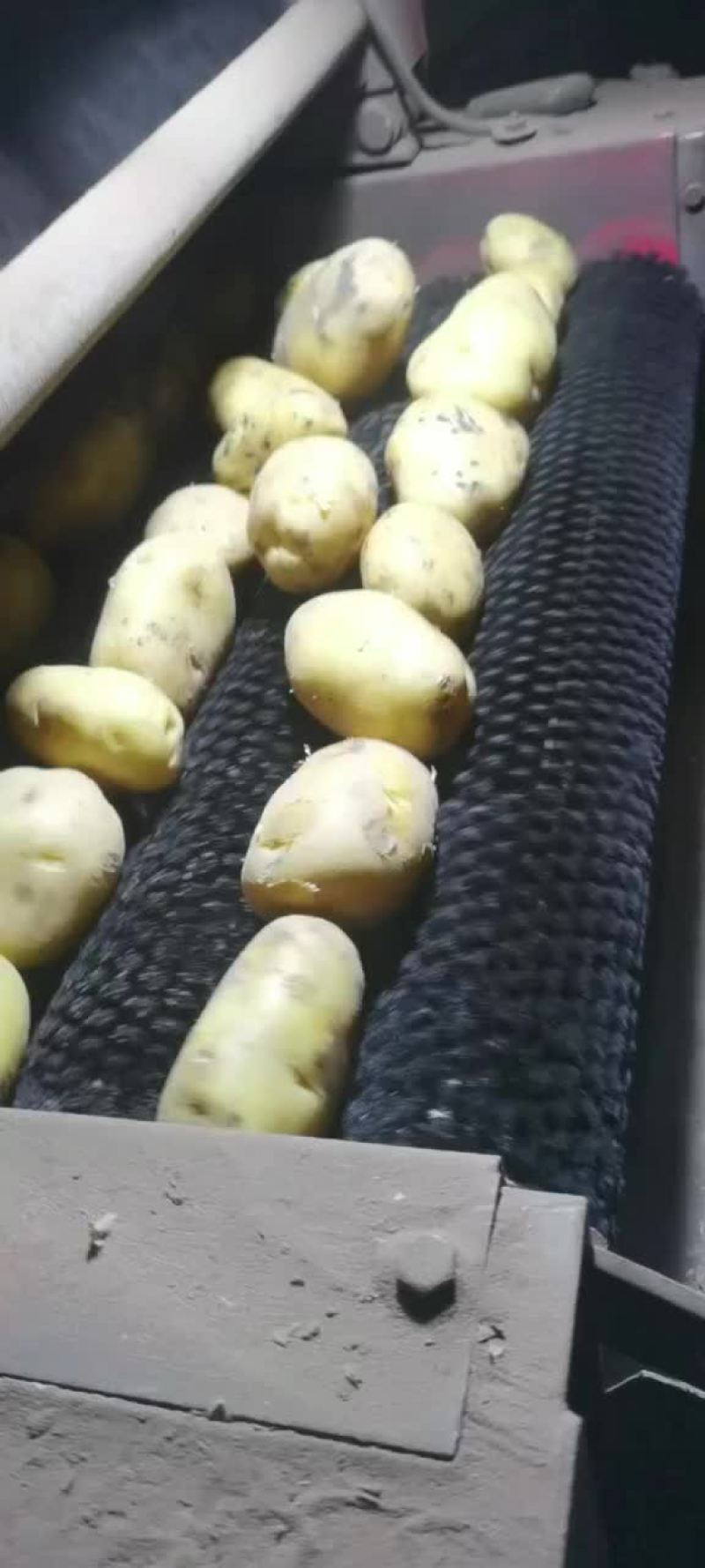 土豆
