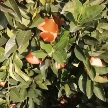 纽荷尔大量上市了