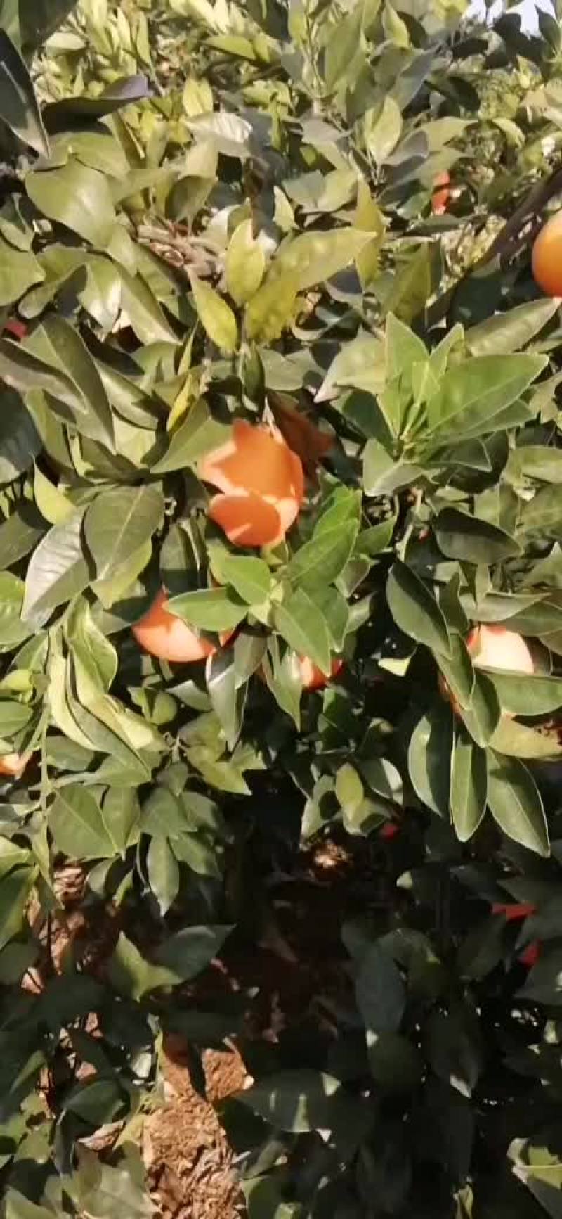 纽荷尔大量上市了