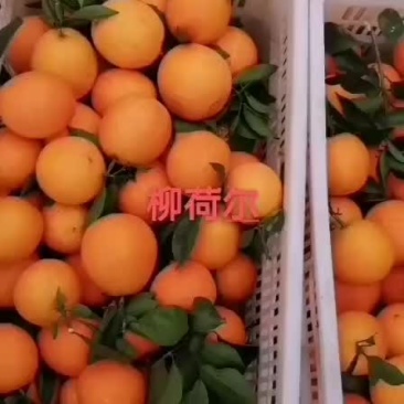 欢迎各位新老客户前来选购纽荷尔