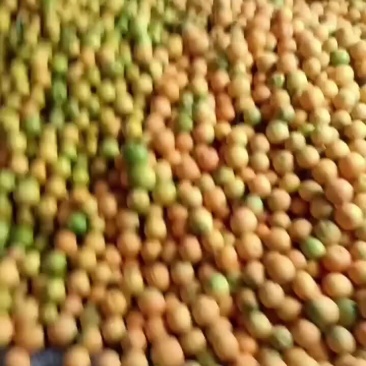 莨山脐橙