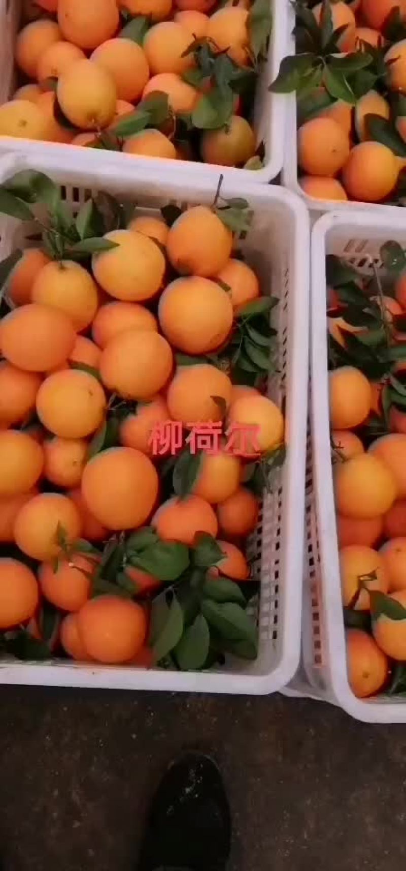 欢迎各位新老客户前来选购纽荷尔