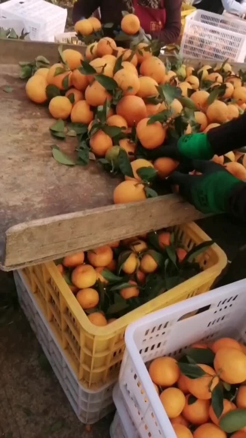 欢迎各位新老客户前来选购纽荷尔