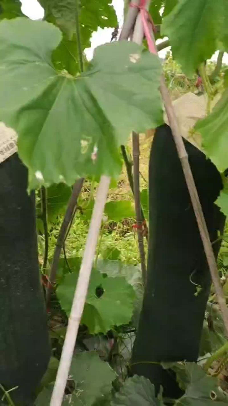 冬瓜