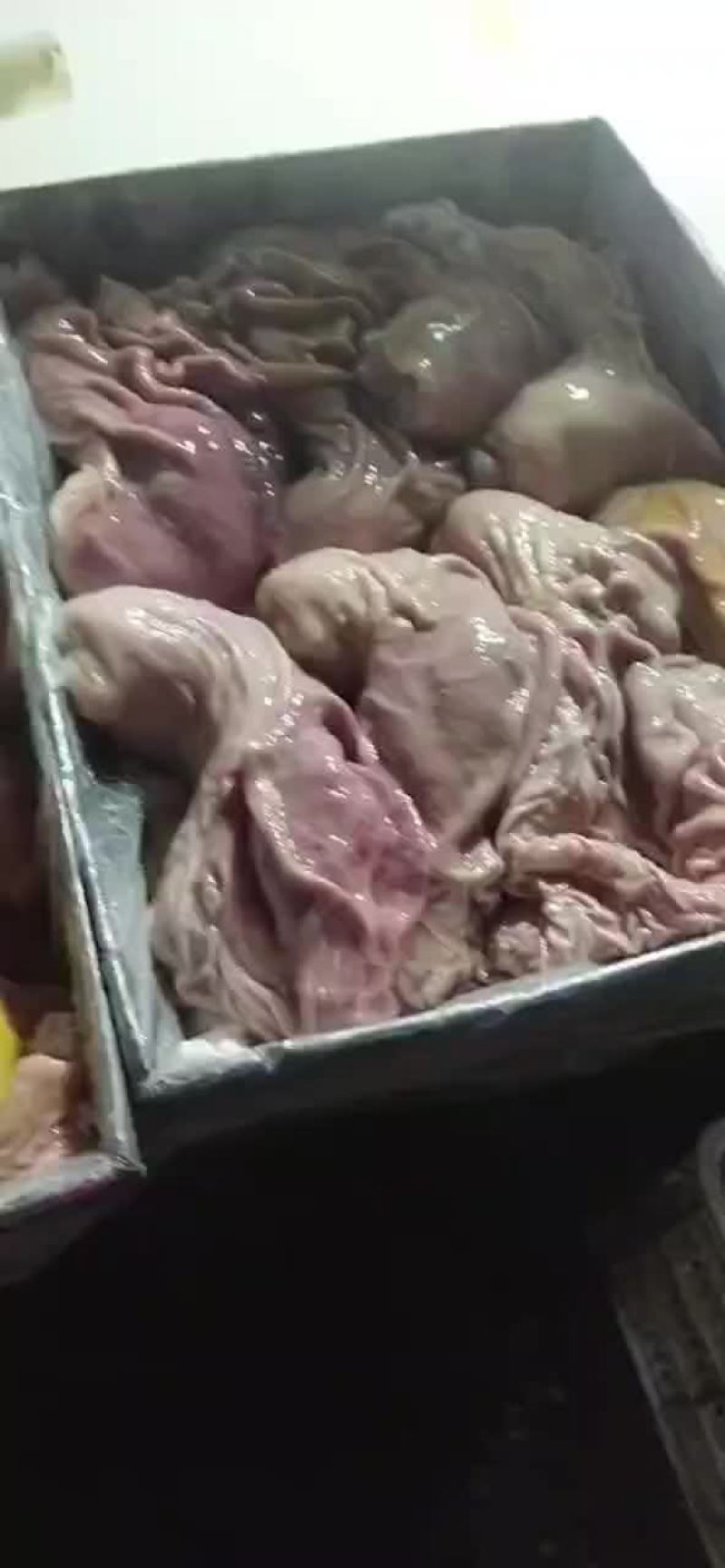猪肚