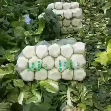 黄心菜