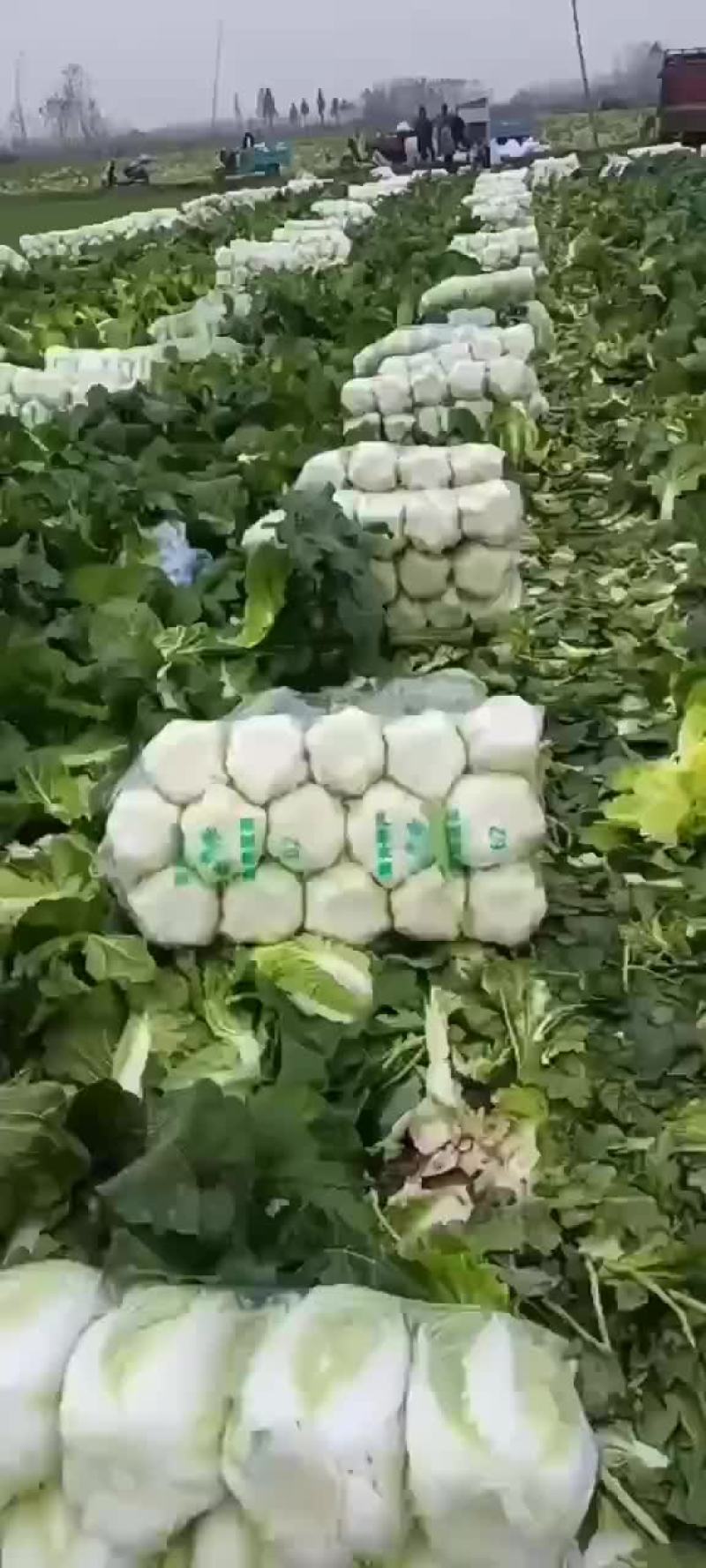 黄心菜