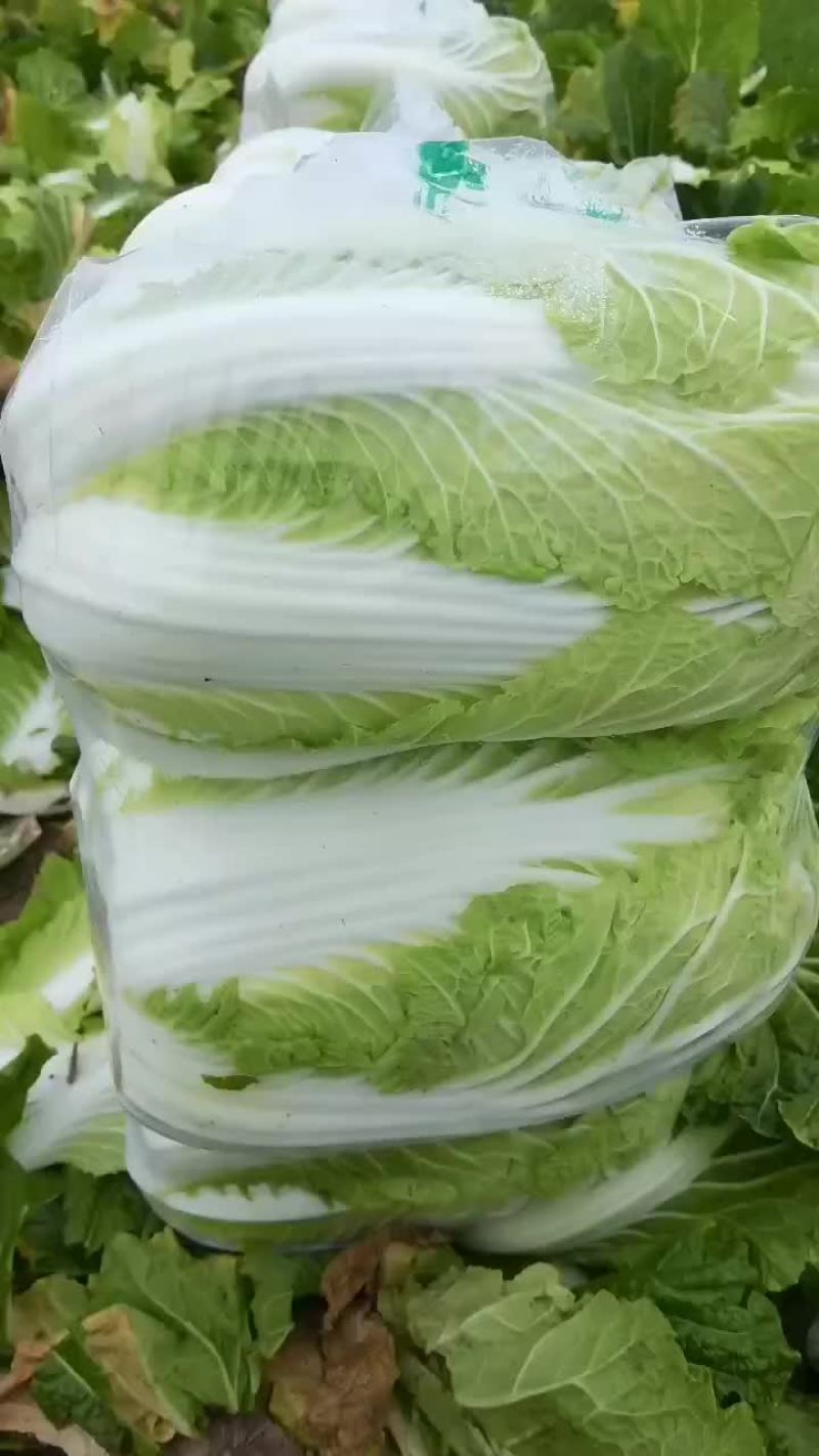 黄心菜
