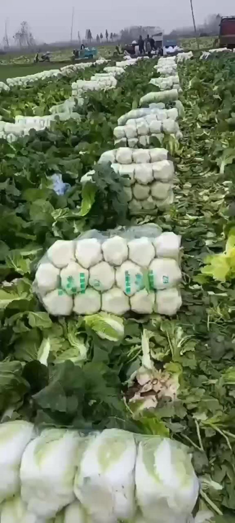 黄心菜