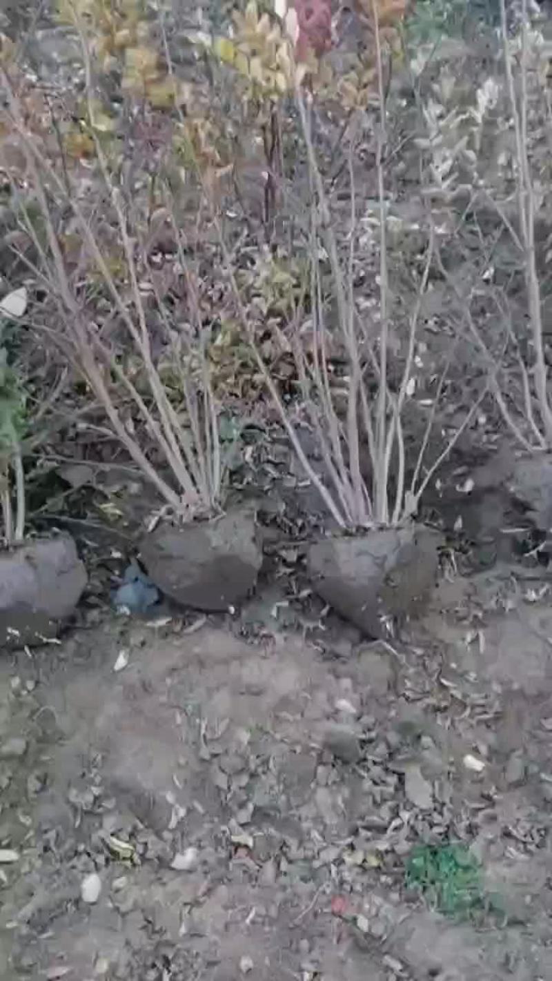 丛生紫薇