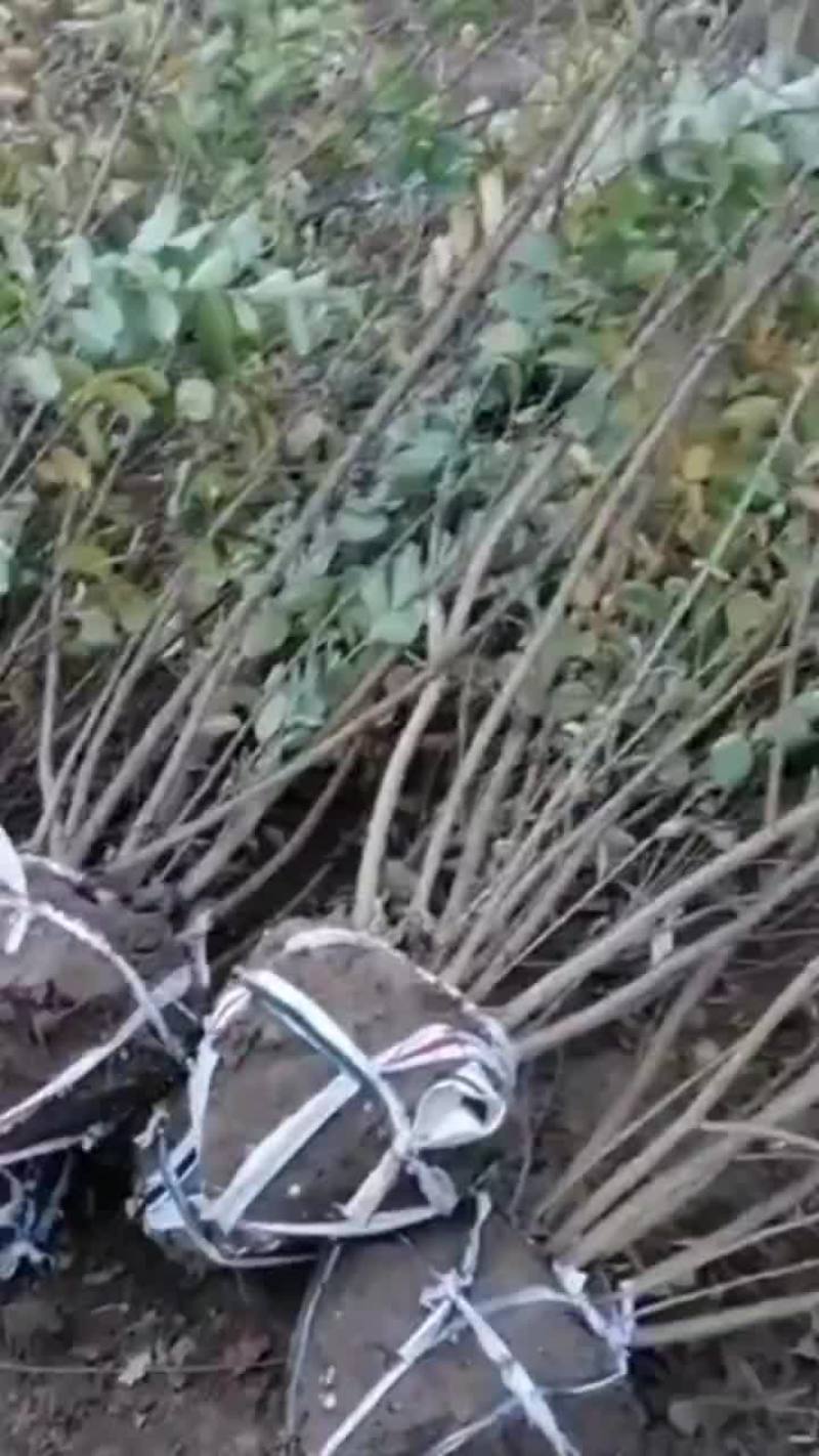 丛生紫薇