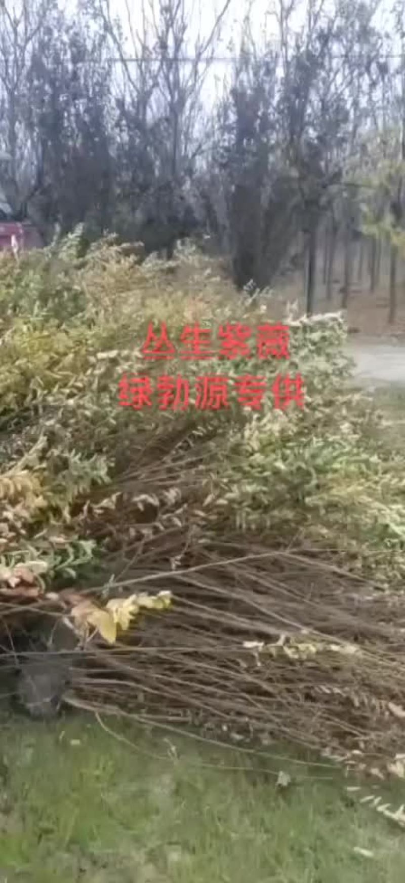 丛生紫薇