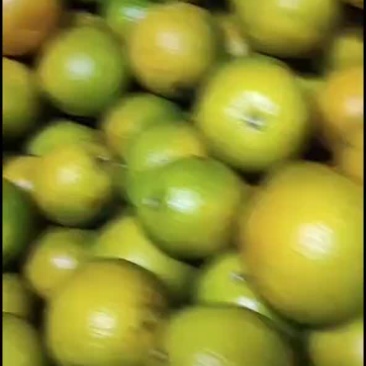 琼中黄橙子