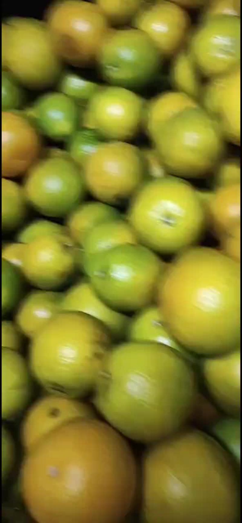 琼中黄橙子