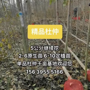 杜仲2-10公分