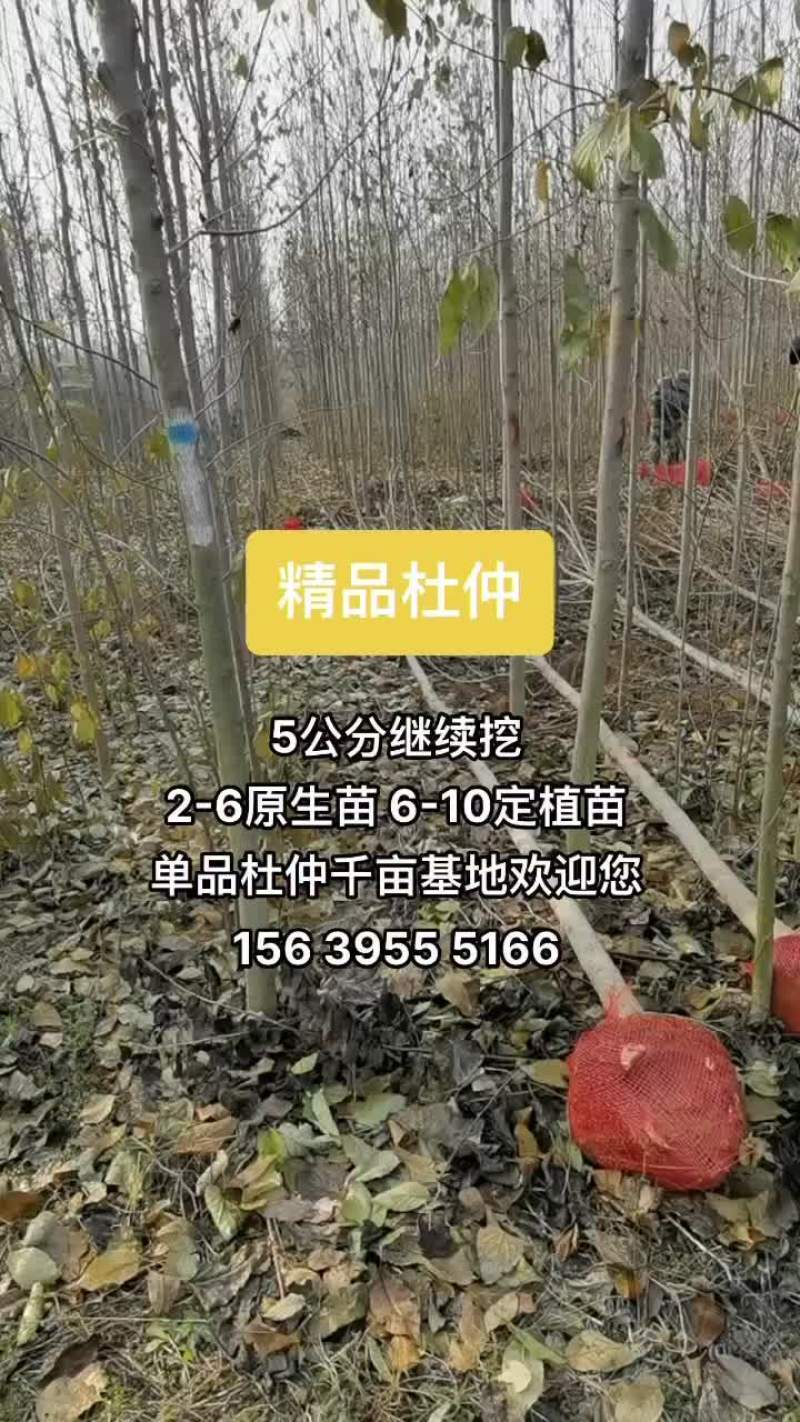 杜仲2-10公分