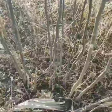 花椒苗