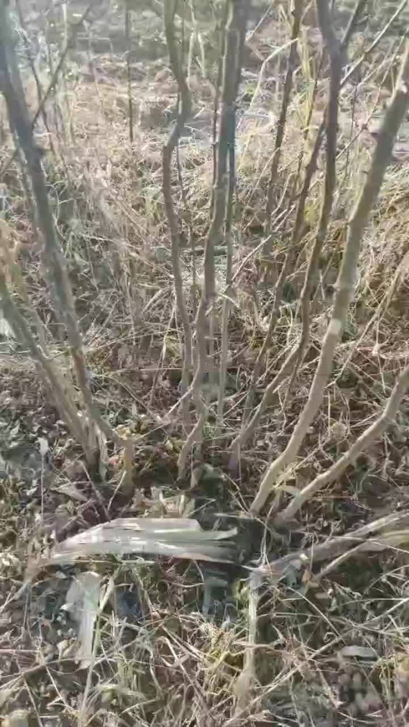 花椒苗
