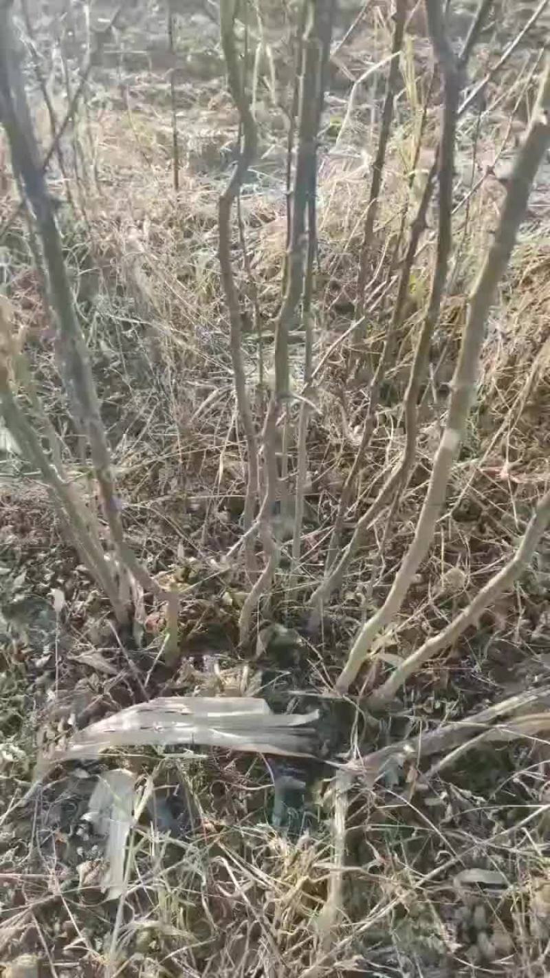 花椒苗