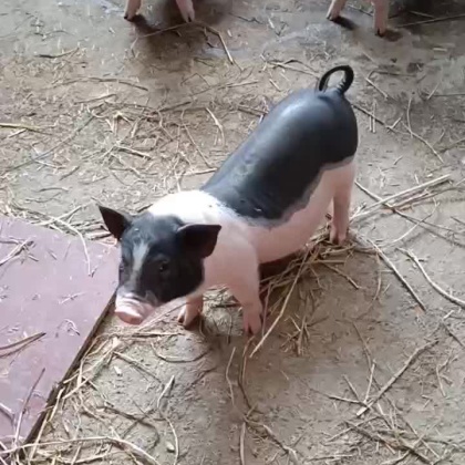 活猪价格行情_今日活猪价格多少钱一斤 _ 一亩田