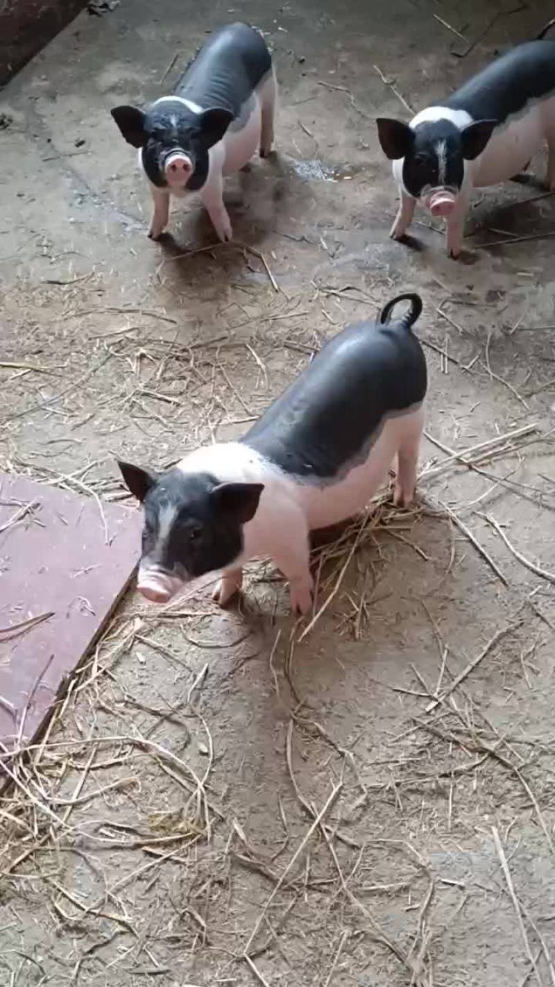漂亮陆川种猪，看上请联系