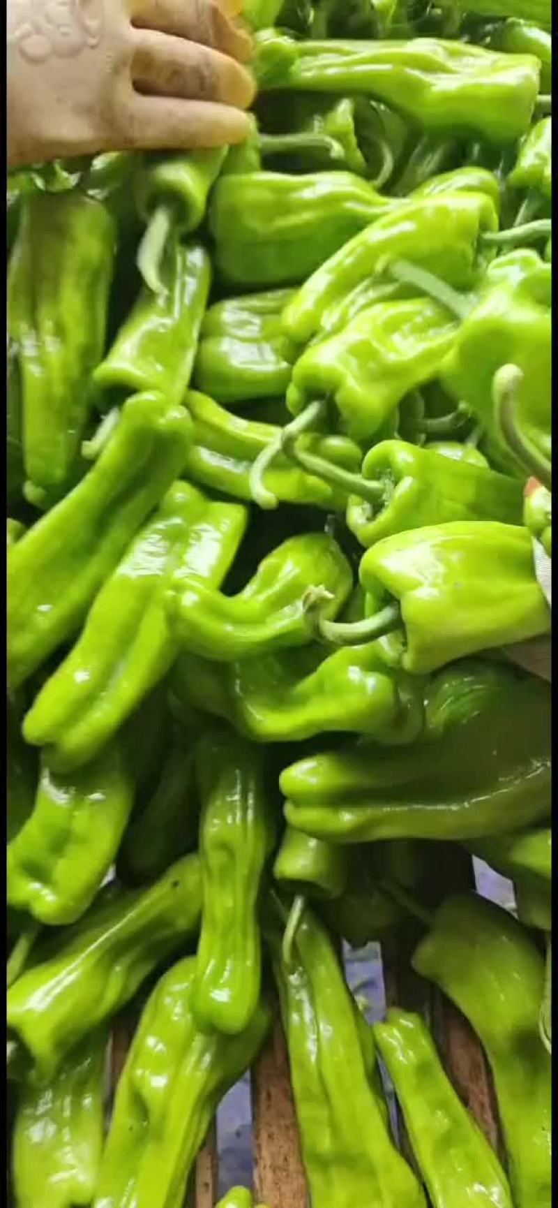 泡椒