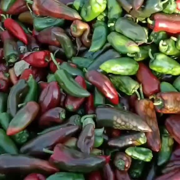 辣椒番茄茄子黄瓜
