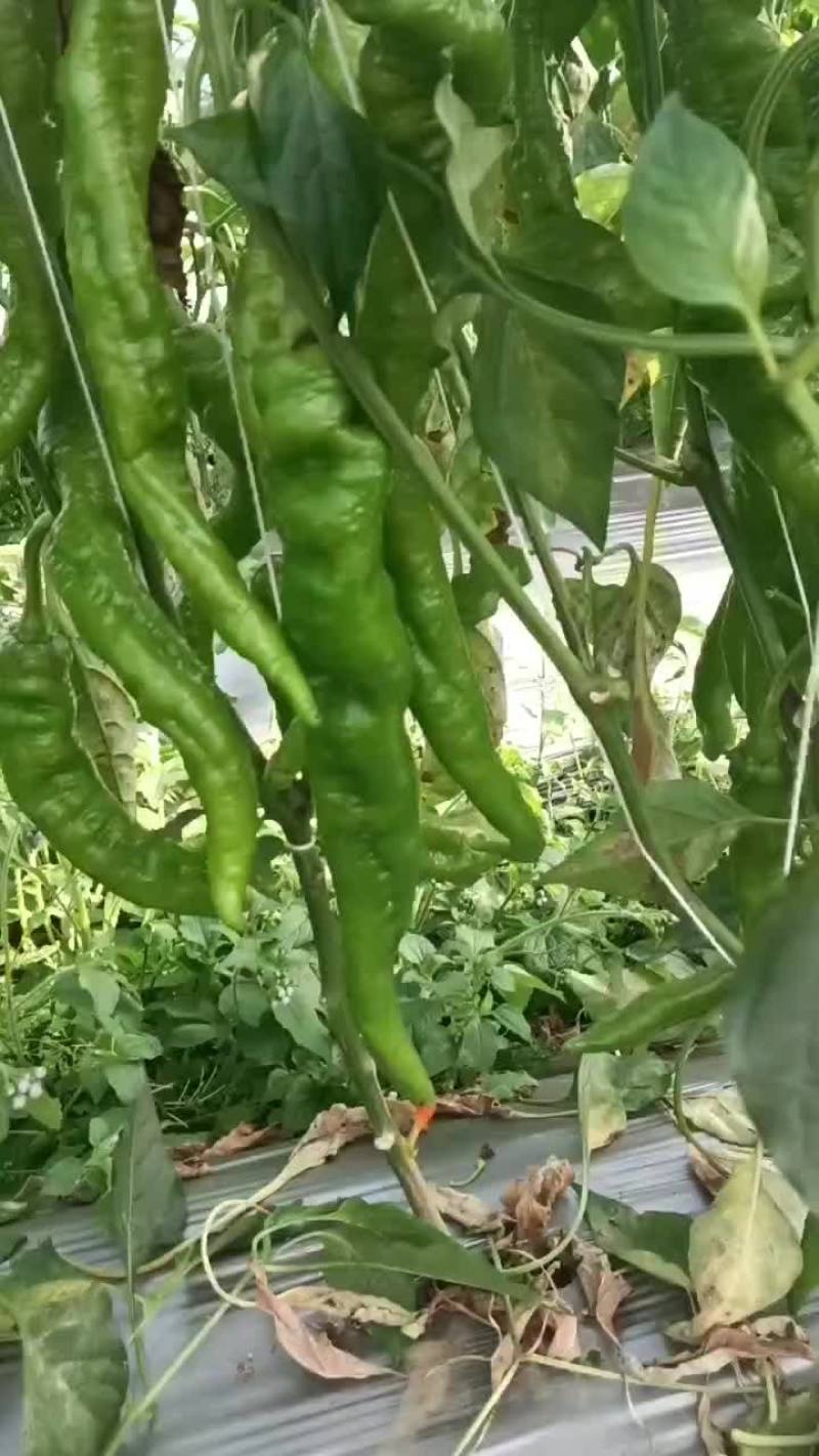 辣椒番茄茄子黄瓜