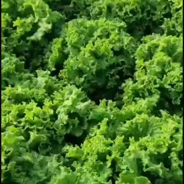 河北邯郸生菜全国发货生菜产地直发对接市场商超