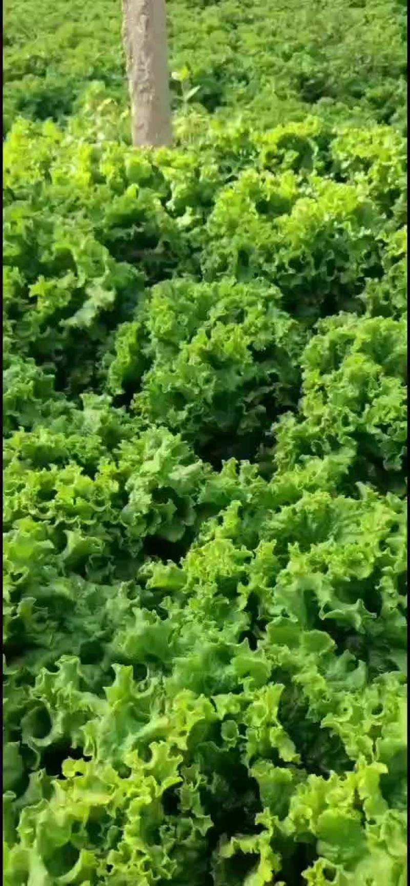 河北邯郸生菜全国发货生菜产地直发对接市场商超