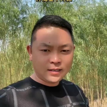 江苏金丝柳小苗可视频看货实地看货提供线上担保交易企业供货量大