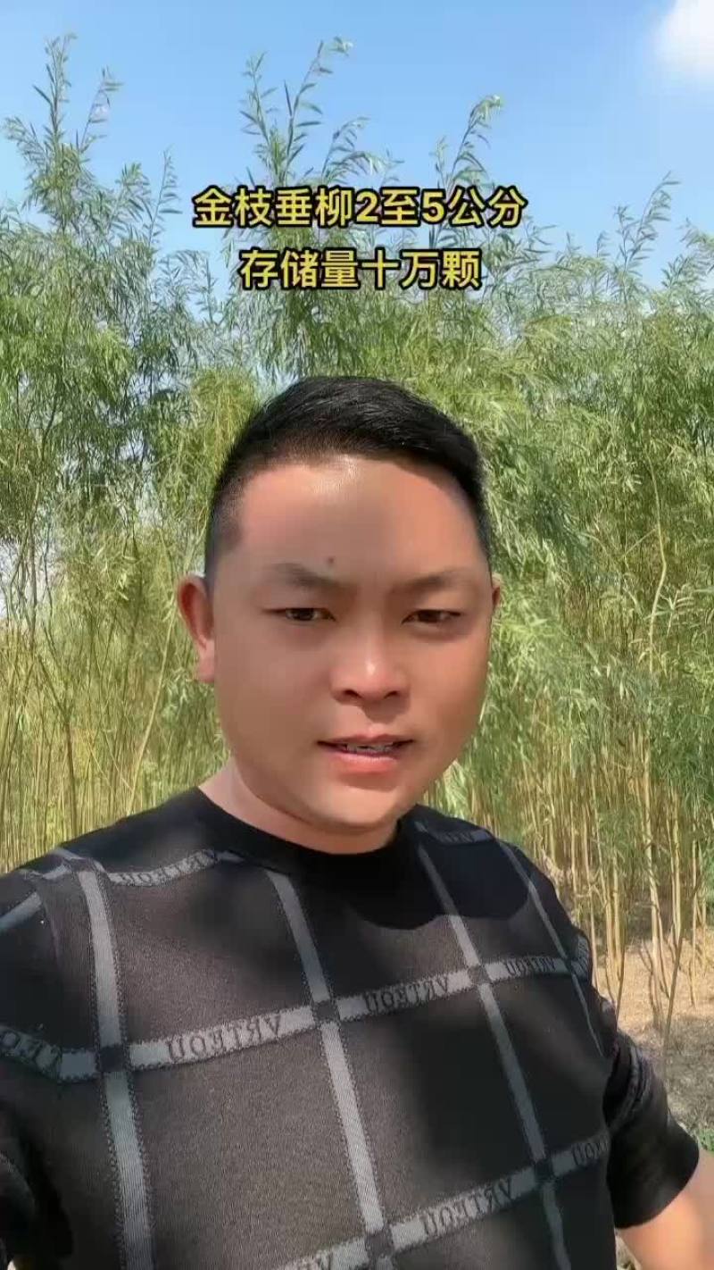 江苏金丝柳小苗可视频看货实地看货提供线上担保交易企业供货量大