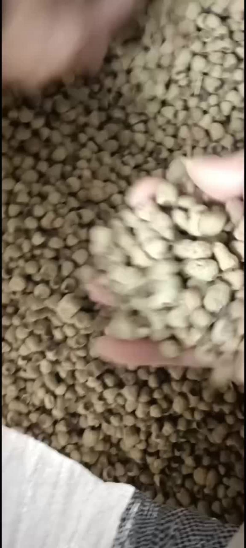 覆盆子