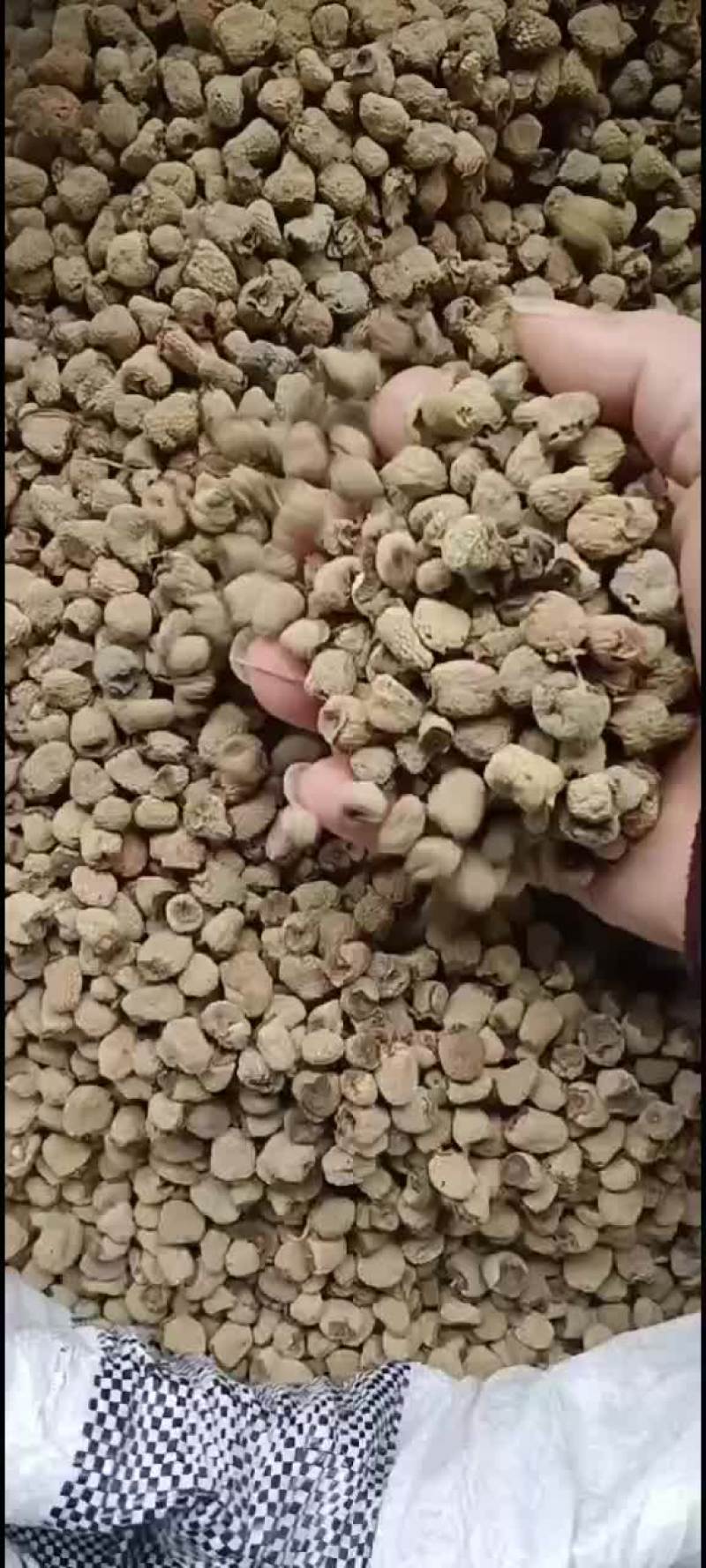 覆盆子
