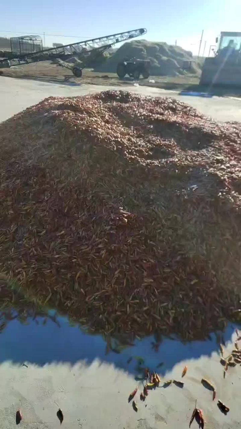 产区直发大量有货