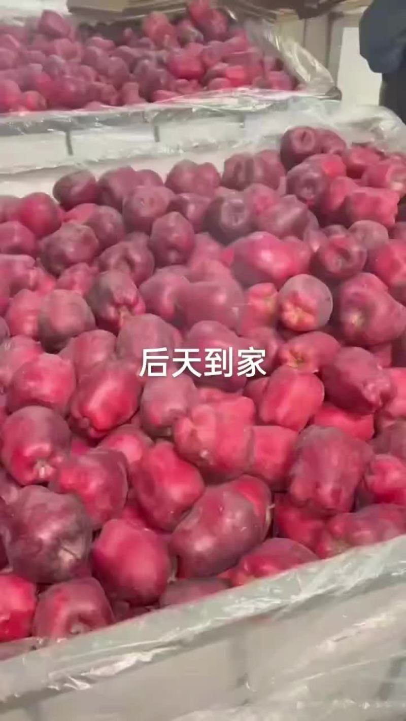 产地直销大花牛，新疆阿克苏，秦冠等各种苹果。